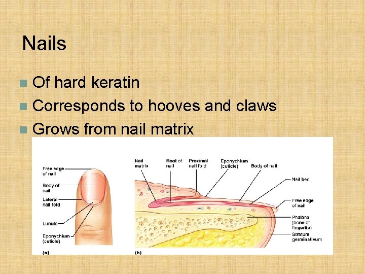 Nails Of hard keratin n Corresponds to hooves and claws n Grows from nail