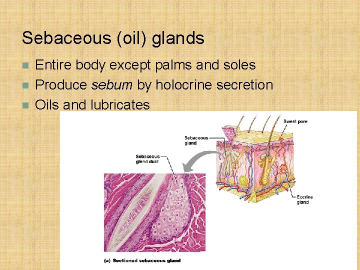Sebaceous (oil) glands n n n Entire body except palms and soles Produce sebum