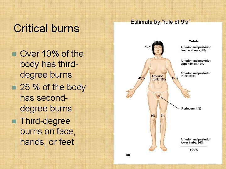 Critical burns n n n Over 10% of the body has thirddegree burns 25