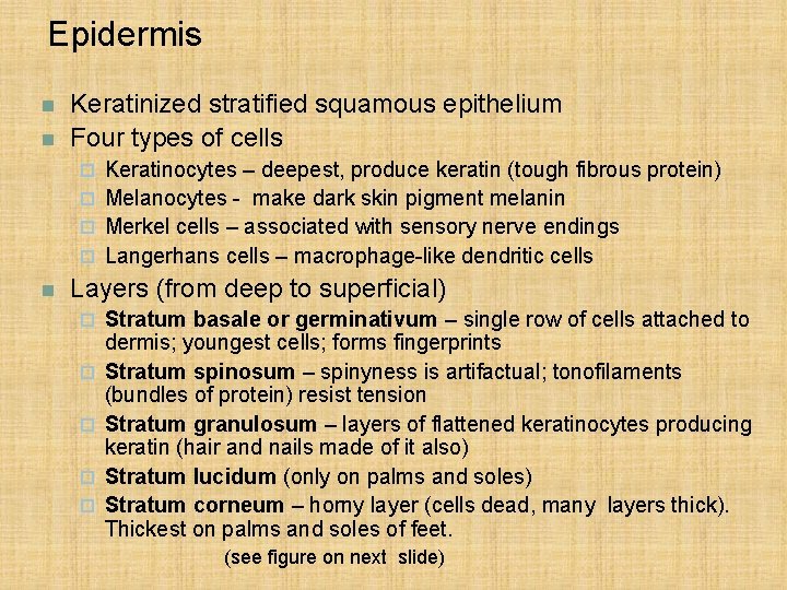 Epidermis n n Keratinized stratified squamous epithelium Four types of cells Keratinocytes – deepest,