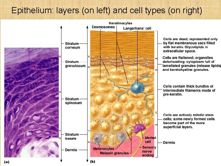 Epithelium: layers (on left) and cell types (on right) 