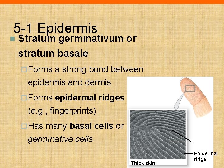 5 -1 Epidermis n Stratum germinativum or stratum basale ¨ Forms a strong bond