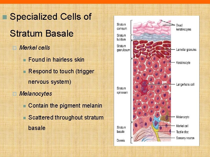 n Specialized Cells of Stratum Basale ¨ Merkel cells n Found in hairless skin