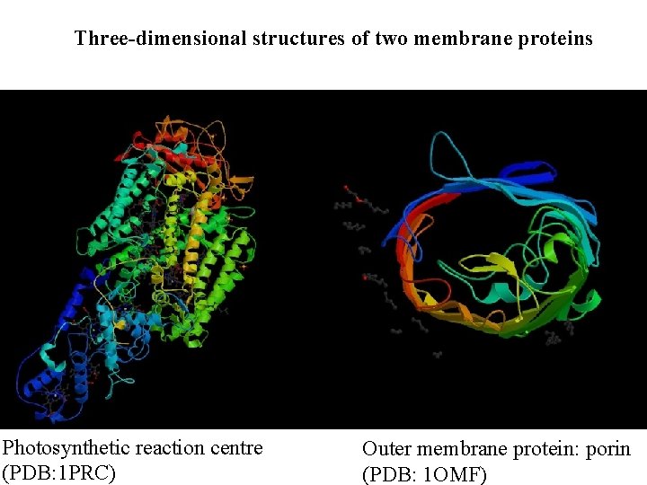 Three-dimensional structures of two membrane proteins Photosynthetic reaction centre (PDB: 1 PRC) Outer membrane