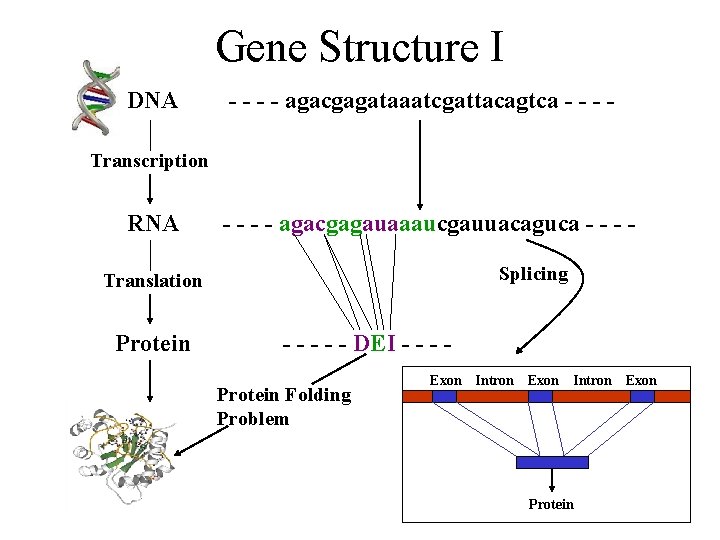 Gene Structure I DNA - - agacgagataaatcgattacagtca - - Transcription RNA - - agacgagauaaaucgauuacaguca