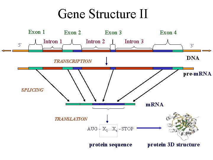 Gene Structure II Exon 1 5’ Exon 2 Intron 1 Exon 3 Intron 2