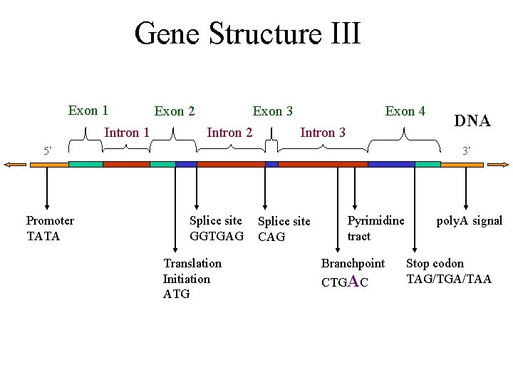 Gene Structure III Exon 1 Intron 1 Exon 2 Exon 3 Intron 2 Exon