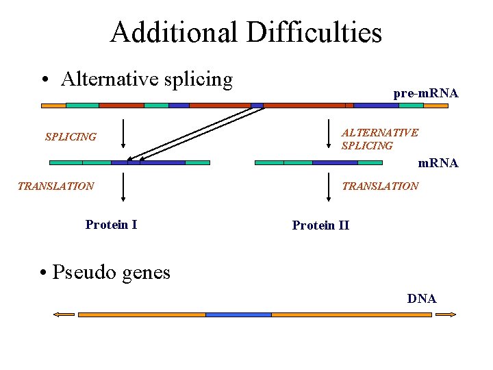 Additional Difficulties • Alternative splicing SPLICING pre-m. RNA ALTERNATIVE SPLICING m. RNA TRANSLATION Protein