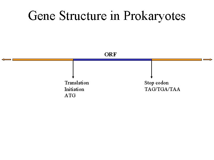 Gene Structure in Prokaryotes ORF Translation Initiation ATG Stop codon TAG/TGA/TAA 