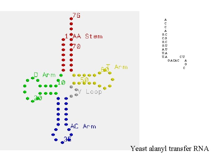 A C C A G. C C. G G. C G. U A. U