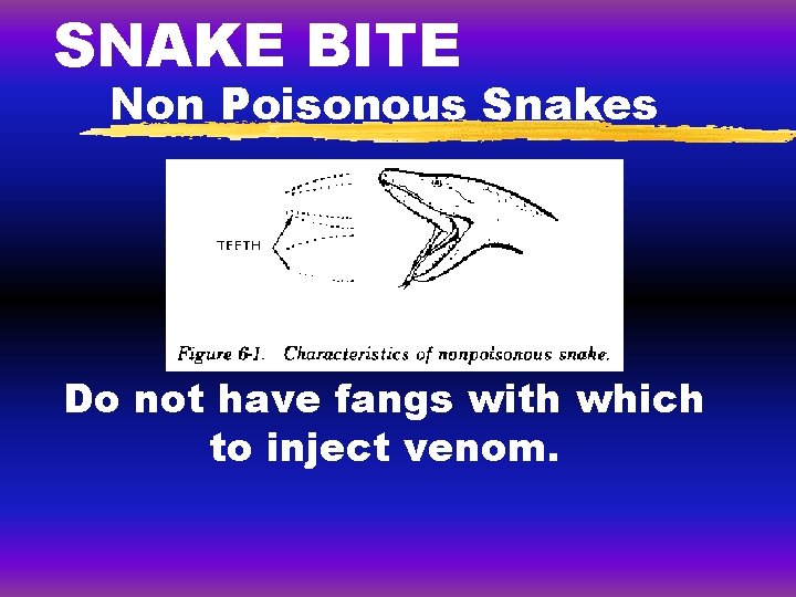 SNAKE BITE Non Poisonous Snakes Do not have fangs with which to inject venom. SNAKE BITE Non Poisonous Snakes Do not have fangs with which to inject venom.
