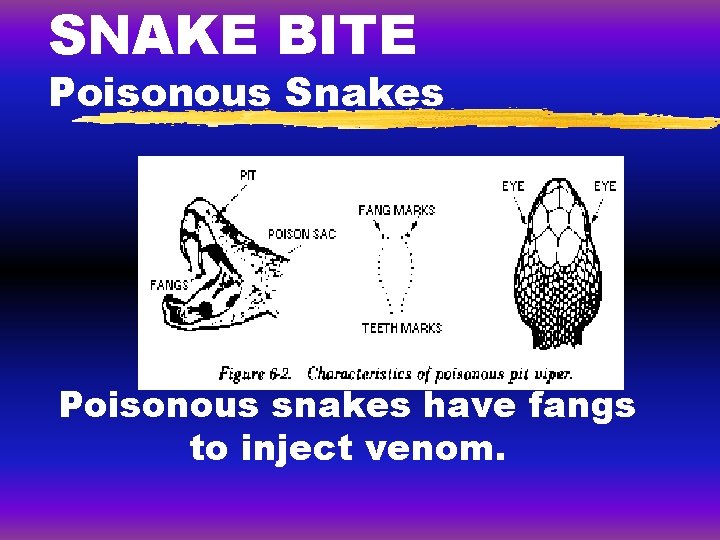 SNAKE BITE Poisonous Snakes Poisonous snakes have fangs to inject venom. SNAKE BITE Poisonous Snakes Poisonous snakes have fangs to inject venom.