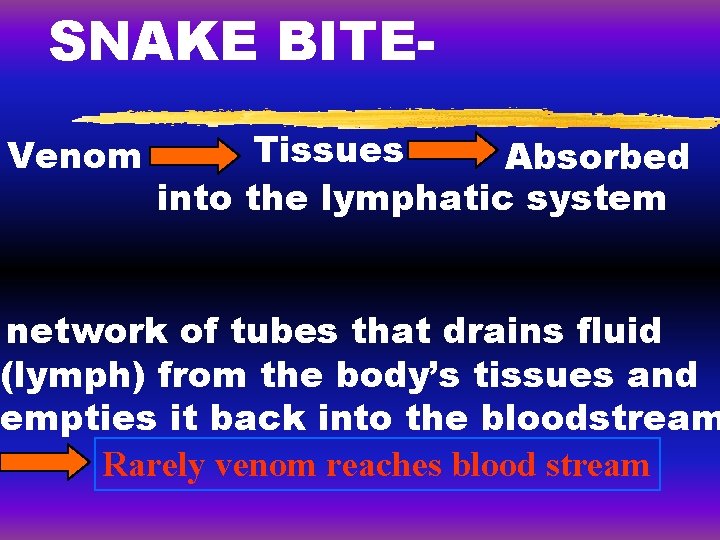 SNAKE BITEVenom Tissues Absorbed into the lymphatic system network of tubes that drains fluid SNAKE BITEVenom Tissues Absorbed into the lymphatic system network of tubes that drains fluid