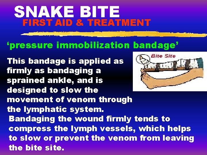 SNAKE BITE FIRST AID & TREATMENT ‘pressure immobilization bandage’ This bandage is applied as SNAKE BITE FIRST AID & TREATMENT ‘pressure immobilization bandage’ This bandage is applied as