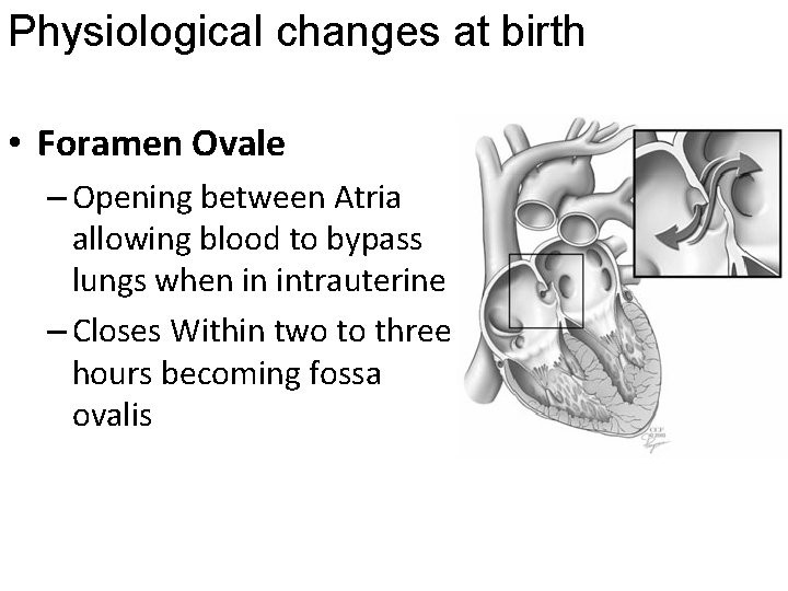 Physiological changes at birth • Foramen Ovale – Opening between Atria allowing blood to
