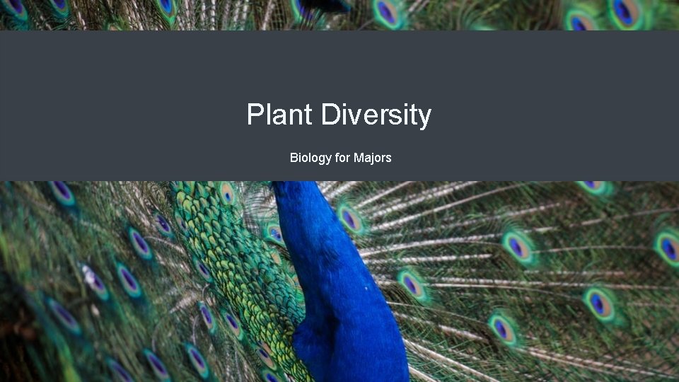 Plant Diversity Biology for Majors 