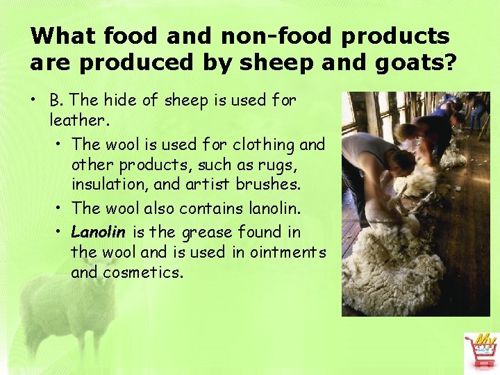 What food and non-food products are produced by sheep and goats? • B. The