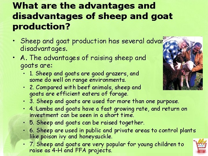 What are the advantages and disadvantages of sheep and goat production? • Sheep and