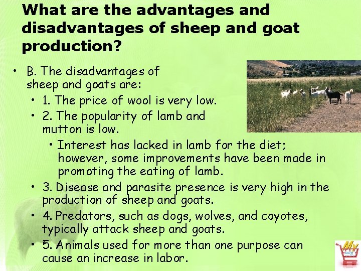 What are the advantages and disadvantages of sheep and goat production? • B. The