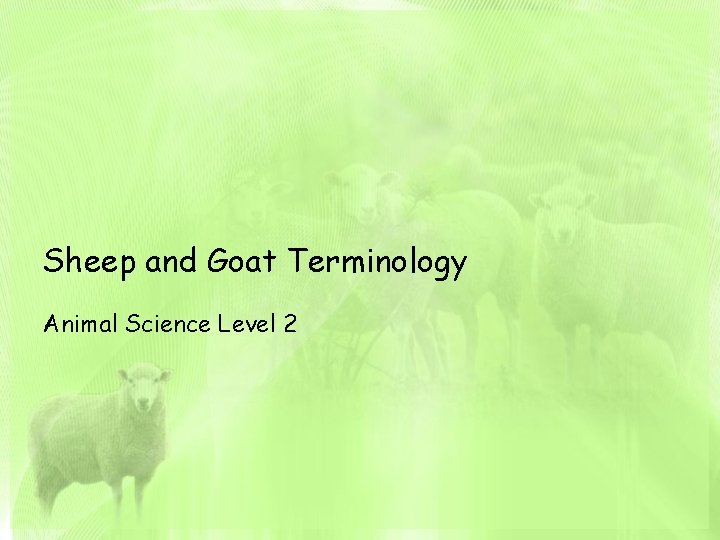 Sheep and Goat Terminology Animal Science Level 2 