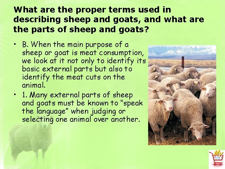 What are the proper terms used in describing sheep and goats, and what are