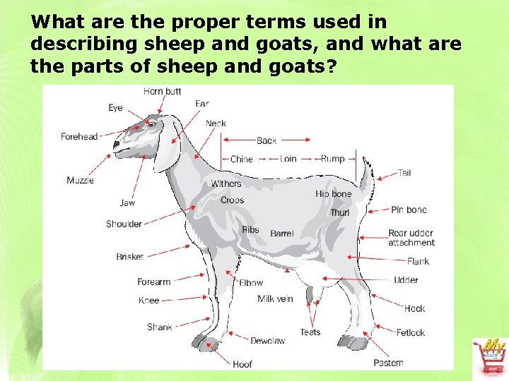 What are the proper terms used in describing sheep and goats, and what are