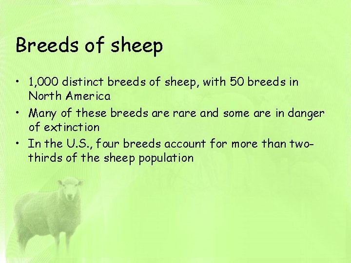 Breeds of sheep • 1, 000 distinct breeds of sheep, with 50 breeds in
