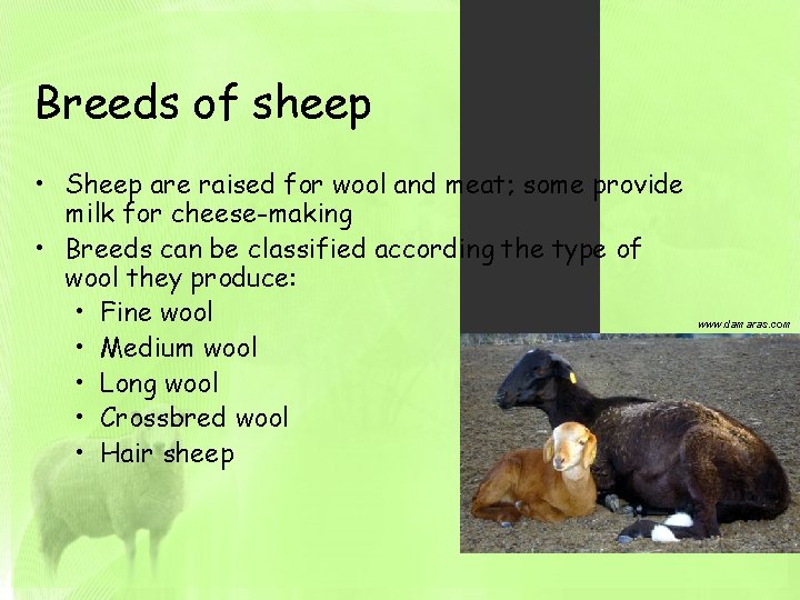 Breeds of sheep • Sheep are raised for wool and meat; some provide milk