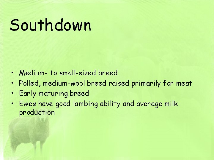 Southdown • • Medium- to small-sized breed Polled, medium-wool breed raised primarily for meat