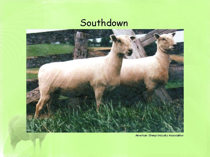 Southdown American Sheep Industry Association 