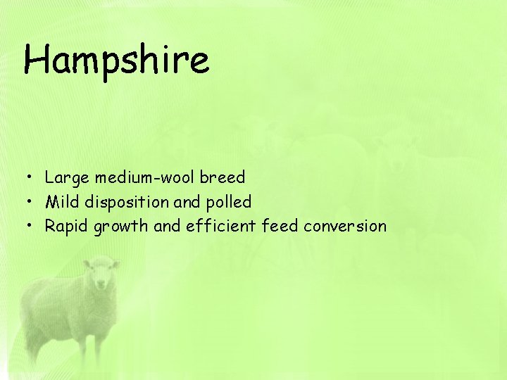 Hampshire • Large medium-wool breed • Mild disposition and polled • Rapid growth and