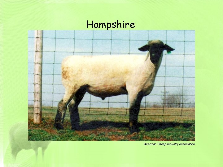 Hampshire American Sheep Industry Association 
