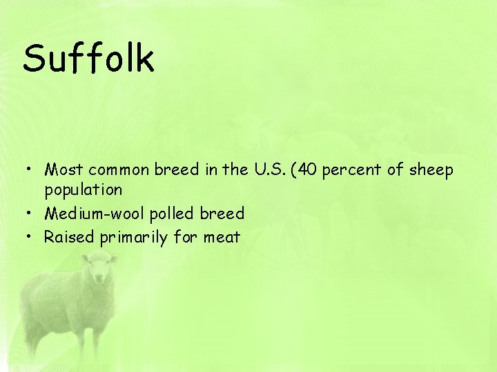 Suffolk • Most common breed in the U. S. (40 percent of sheep population