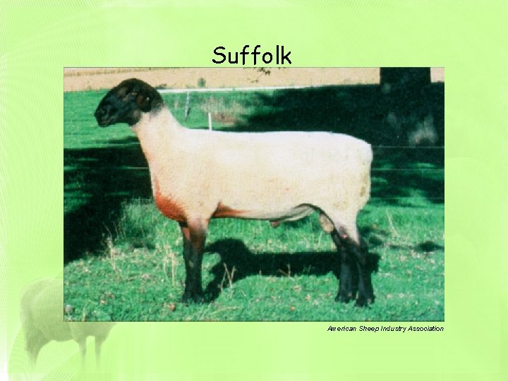 Suffolk American Sheep Industry Association 