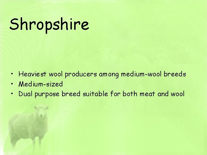 Shropshire • Heaviest wool producers among medium-wool breeds • Medium-sized • Dual purpose breed