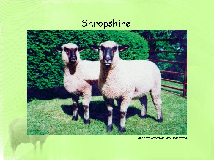 Shropshire American Sheep Industry Association 