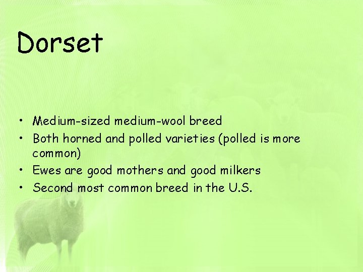 Dorset • Medium-sized medium-wool breed • Both horned and polled varieties (polled is more