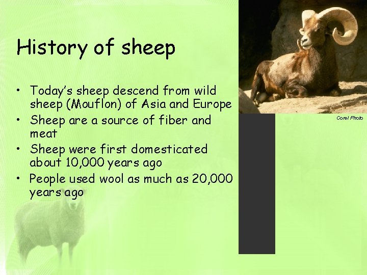 History of sheep • Today’s sheep descend from wild sheep (Mouflon) of Asia and
