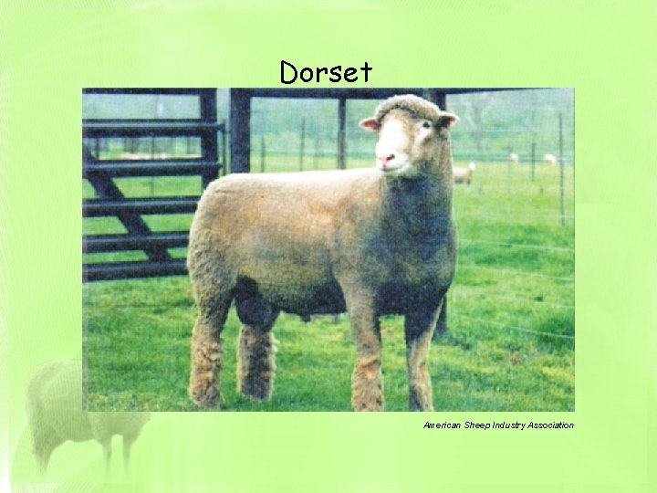 Dorset American Sheep Industry Association 
