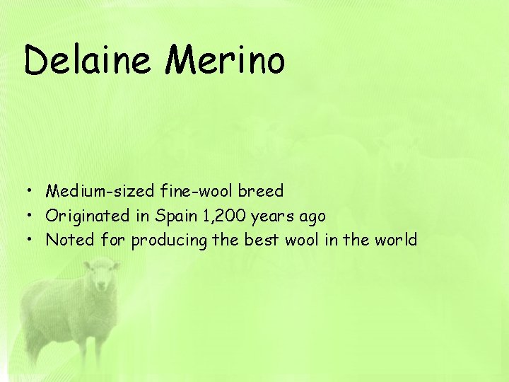 Delaine Merino • Medium-sized fine-wool breed • Originated in Spain 1, 200 years ago