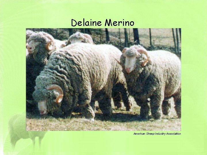 Delaine Merino American Sheep Industry Association 