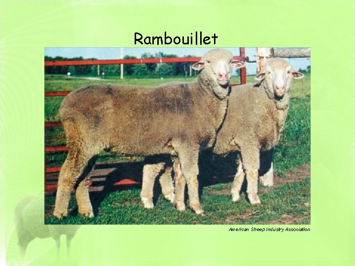 Rambouillet American Sheep Industry Association 