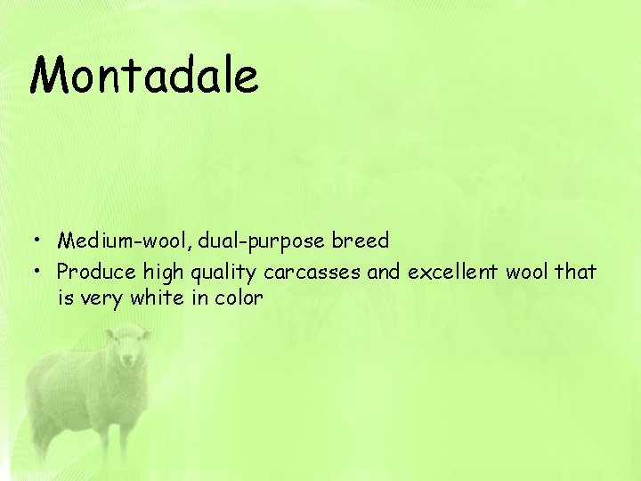 Montadale • Medium-wool, dual-purpose breed • Produce high quality carcasses and excellent wool that