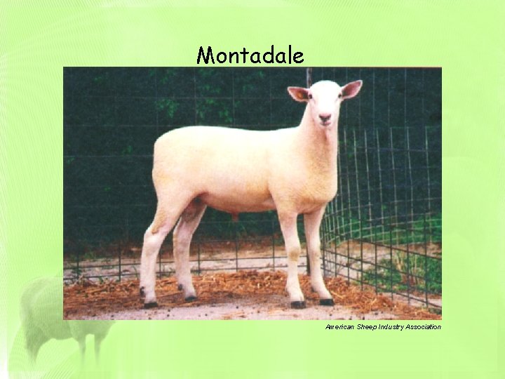 Montadale American Sheep Industry Association 