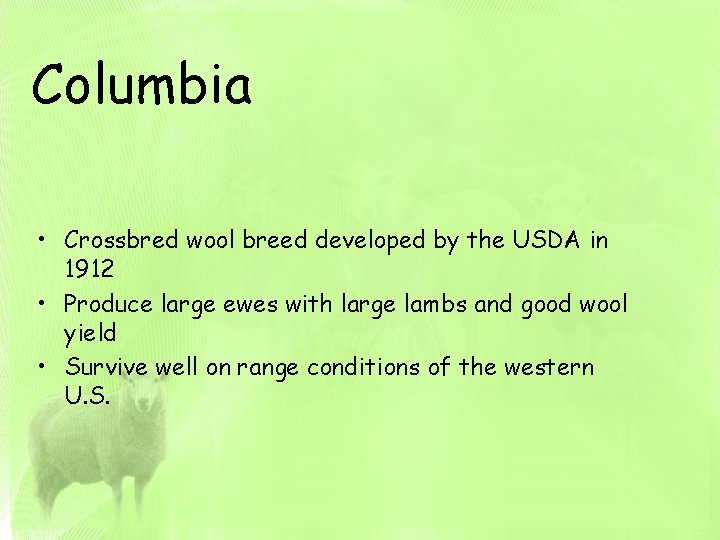 Columbia • Crossbred wool breed developed by the USDA in 1912 • Produce large