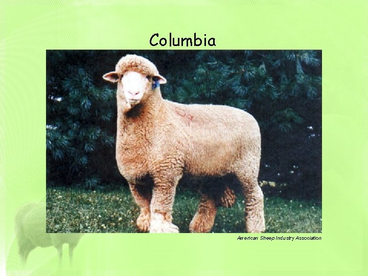 Columbia American Sheep Industry Association 