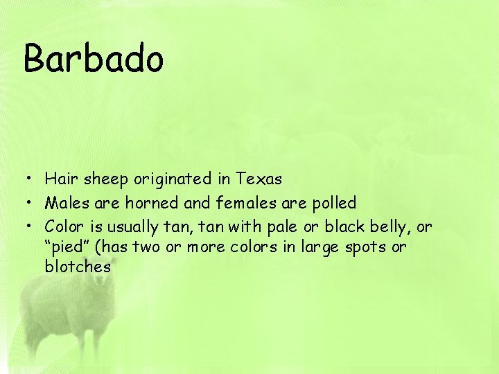 Barbado • Hair sheep originated in Texas • Males are horned and females are