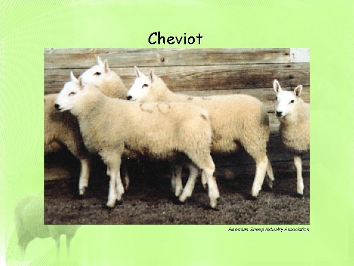 Cheviot American Sheep Industry Association 
