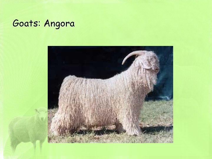 Goats: Angora 