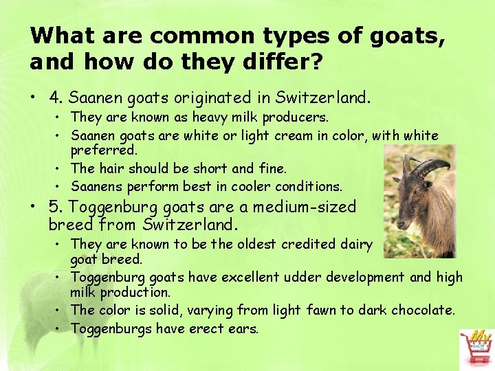 What are common types of goats, and how do they differ? • 4. Saanen